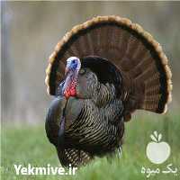 فروش جوجه بوقلمون وی یک فرانسه در تهران در گروه انواع تخم ها - مرغ بوقلمون پرنده عمده کشاورزی در یکمیوه