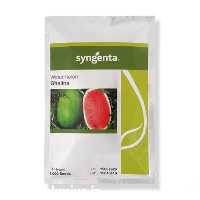 فروش بذر هندوانه چارلستون گری قالینا در کرمان  در گروه خرید فروش بذر - انواع محصول کشاورزی گوجه کتان میوه درخت در یکمیوه