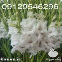 فروش عمده گل گلایل در اندیشه در گروه خرید فروش عمده گیاهان زینتی - گرمسیری آپارتمانی باغچه آب در یکمیوه
