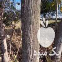 فروش چوب درخت صنوبر در آمل در گروه خرید فروش عمده چوب- زغال چوب گردو تبریزی خام در یکمیوه