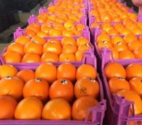 فروش پرتقال صادراتی در ساری در گروه خرید فروش عمده پرتقال - پرتقال رسمی تامسون خونی جنوب در یکمیوه