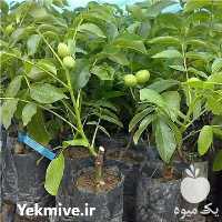 فروش انواع نهال رویشی در تهران در گروه خرید فروش نهال - انواع گردو پسته بادام سلطانی انگور در یکمیوه