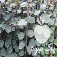 فروش نهال کیوی خونی و معمولی در تنکابن در گروه خرید فروش نهال - انواع گردو پسته بادام سلطانی انگور در یکمیوه