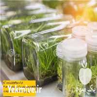 فروش محیط کشت تکثیر ارکیده از طریق بذر در مشهد در گروه خرید فروش تجهیزات گلخانه - صنعتی خانگی هوشمند دست دوم در یکمیوه