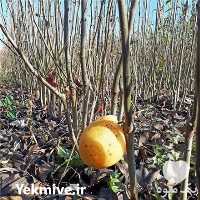 فروش نهال گلابی درگزی در مشهد در گروه خرید فروش نهال - انواع گردو پسته بادام سلطانی انگور در یکمیوه