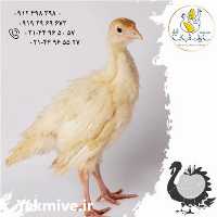 آگهی مشابه فروش جوجه یک روزه و یکماهه بوقلمون در تهران در گروه مرغ و خروس و بوقلمون و اردک قو قاز در یکمیوه