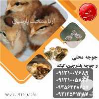 فروش جوجه محلی در اصفهان در گروه مرغ و خروس و بوقلمون و اردک قو قاز در یکمیوه