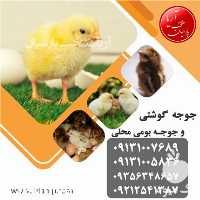 فروش جوجه یک روزه گوشتی راس کاپ در اصفهان در گروه مرغ و خروس و بوقلمون و اردک قو قاز در یکمیوه