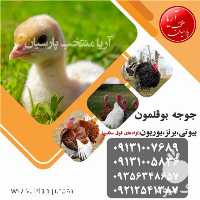 فروش انواع جوجه بوقلمون بیوتی در اصفهان در گروه مرغ و خروس و بوقلمون و اردک قو قاز در یکمیوه