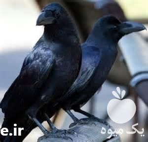 فروش دور کننده کلاغ کبوتر و گنجشک پران در تهران در گروه خرید فروش ابزار ها و تجهیزات کشاورزی - دستی برقی ماشینی بیل کلنگ در یکمیوه -عکس1