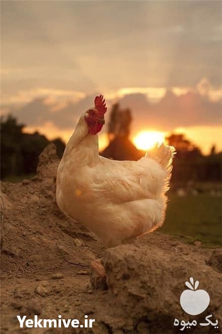 خریدار کود مرغی قفسی سالنی در قزوین در گروه خرید فروش کود و مواد شیمیایی - اوره پتاس مرغی کمپوست آهن در یکمیوه -عکس1