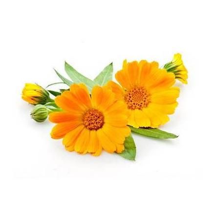 فروش انواع بذر گل ایرانی با کیفیت در تهران در گروه خرید فروش بذر - انواع محصول کشاورزی گوجه کتان میوه درخت در یکمیوه -عکس1