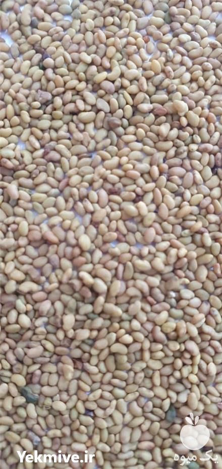 فروش بذر یونجه همدان در کرج در گروه خرید فروش بذر - انواع محصول کشاورزی گوجه کتان میوه درخت در یکمیوه -عکس1