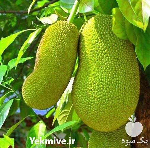 فروش نهال جک فروت در کرمان  در گروه خرید فروش نهال - انواع گردو پسته بادام سلطانی انگور در یکمیوه -عکس1