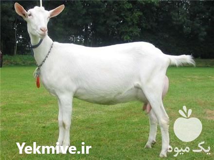 فروش بز سانن در اصفهان در گروه گاو و گوسفند و میش و بز کهره گوساله سمینتال در یکمیوه -عکس1