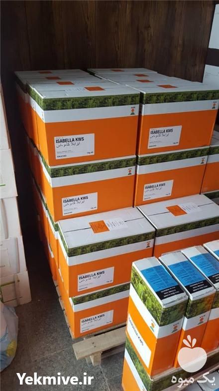 فروش انواع بذر چغندر در اصفهان در گروه خرید فروش بذر - انواع محصول کشاورزی گوجه کتان میوه درخت در یکمیوه -عکس1