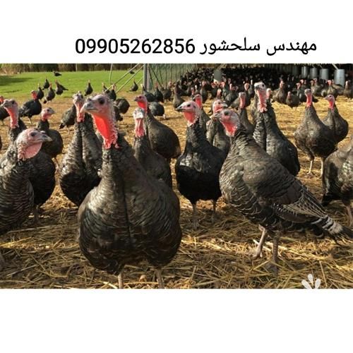 فروش تخم بوقلمون در خراسان رضوی در گروه انواع تخم ها - مرغ بوقلمون پرنده عمده کشاورزی در یکمیوه -عکس1
