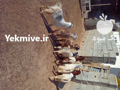 فروش 7 راس بزغاله ماده در گنبد کاووس در گروه گاو و گوسفند و میش و بز کهره گوساله سمینتال در یکمیوه -عکس1