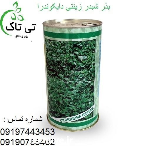 خرید و قیمت بذر چمن دایکوندرا آفریقایی در کرج در گروه خرید فروش بذر - انواع محصول کشاورزی گوجه کتان میوه درخت در یکمیوه -عکس1