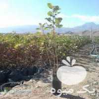 فروش نهال پسته و انار در یزد در گروه خرید فروش نهال - انواع گردو پسته بادام سلطانی انگور در یکمیوه