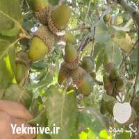فروش بلوط روغن کشی در یزد در گروه انواع روغن - آفتابگردان کنجد سویا در یکمیوه