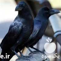 فروش دور کننده کلاغ کبوتر و گنجشک پران در تهران در گروه خرید فروش ابزار ها و تجهیزات کشاورزی - دستی برقی ماشینی بیل کلنگ در یکمیوه