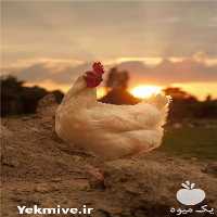 خریدار کود مرغی قفسی سالنی در قزوین در گروه خرید فروش کود و مواد شیمیایی - اوره پتاس مرغی کمپوست آهن در یکمیوه