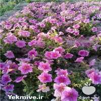 خرید بذر گل F 1 در کرج در گروه خرید فروش بذر - انواع محصول کشاورزی گوجه کتان میوه درخت در یکمیوه