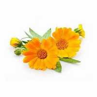 فروش انواع بذر گل ایرانی با کیفیت در تهران در گروه خرید فروش بذر - انواع محصول کشاورزی گوجه کتان میوه درخت در یکمیوه