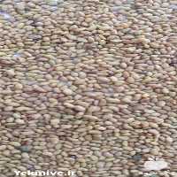 فروش بذر یونجه همدان در کرج در گروه خرید فروش بذر - انواع محصول کشاورزی گوجه کتان میوه درخت در یکمیوه