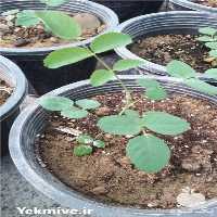فروش نهال گل محمدی در اصفهان در گروه خرید فروش نهال - انواع گردو پسته بادام سلطانی انگور در یکمیوه