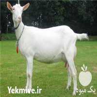 فروش بز سانن در اصفهان در گروه گاو و گوسفند و میش و بز کهره گوساله سمینتال در یکمیوه