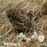 فروش جوجه بلدرچین و جوجه کبک در اصفهان در گروه انواع تخم ها - مرغ بوقلمون پرنده عمده کشاورزی در یکمیوه