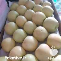 خرید سیب درخت در شهرضا در گروه خرید فروش عمده سیب - زرد و قرمز گلاب پاییزه در یکمیوه