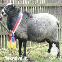فروش گوسفند رومانوف در اصفهان در گروه گاو و گوسفند و میش و بز کهره گوساله سمینتال در یکمیوه