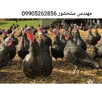 فروش تخم بوقلمون در خراسان رضوی در گروه انواع تخم ها - مرغ بوقلمون پرنده عمده کشاورزی در یکمیوه