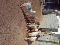 فروش 7 راس بزغاله ماده در گنبد کاووس در گروه گاو و گوسفند و میش و بز کهره گوساله سمینتال در یکمیوه