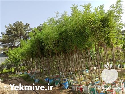 فروش گل و گیاه شهرگل در پاکدشت در گروه خرید فروش عمده گیاهان زینتی - گرمسیری آپارتمانی باغچه آب در یکمیوه -عکس1