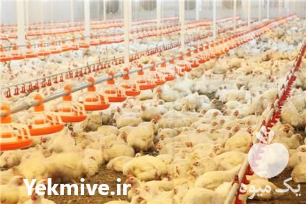 فروش سیستم اتوماتیک تجهیزات مرغداری در پاکدشت در گروه تجهیزات دام و طیور - خرید فروش نو دسته دوم در یکمیوه -عکس1