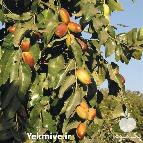 فروش نهال عناب و ازگیل در تهران در گروه خرید فروش نهال - انواع گردو پسته بادام سلطانی انگور در یکمیوه -عکس1