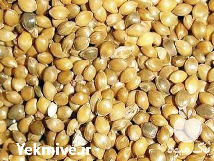 فروش ارزن درشت در زنجان در گروه خوراک دام و طیور - پرواری شیری علوفه یونجه در یکمیوه -عکس1