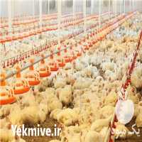 فروش سیستم اتوماتیک تجهیزات مرغداری در پاکدشت در گروه تجهیزات دام و طیور - خرید فروش نو دسته دوم در یکمیوه