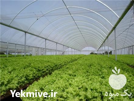 تولید و فروش نایلون پلاستیک گلخانه با یووی در تهران در گروه خرید فروش انواع پوشش ها و ورق ها - پلی استر پلی کربنات نایلون در یکمیوه -عکس1