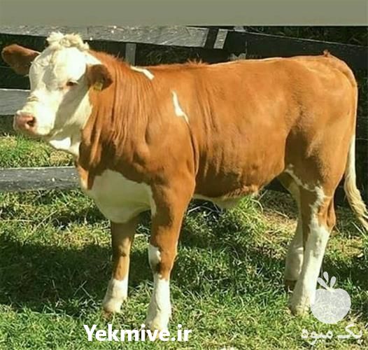 فروش گوساله سمینتال در تهران در گروه گاو و گوسفند و میش و بز کهره گوساله سمینتال در یکمیوه -عکس1