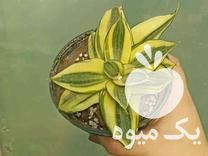 فروش گل و گیاه پیچک در ساری در گروه خرید فروش عمده گیاهان زینتی - گرمسیری آپارتمانی باغچه آب در یکمیوه -عکس1