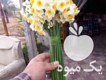 فروش گل نرگس عمده در بیرجند در گروه خرید فروش عمده گیاهان زینتی - گرمسیری آپارتمانی باغچه آب در یکمیوه -عکس1