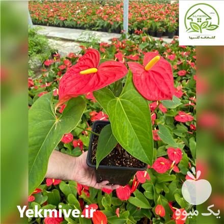 فروش گل انتوریوم در پاکدشت در گروه خرید فروش عمده گیاهان زینتی - گرمسیری آپارتمانی باغچه آب در یکمیوه -عکس1