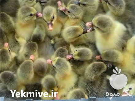 فروش جوجه غاز محلی و قو غاز اصیل در ورامین در گروه مرغ و خروس و بوقلمون و اردک قو قاز در یکمیوه -عکس1