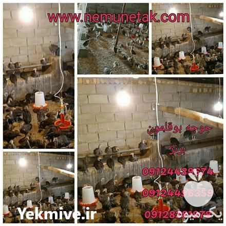 فروش جوجه یکروزه بوقلمون در تهران در گروه مرغ و خروس و بوقلمون و اردک قو قاز در یکمیوه -عکس1