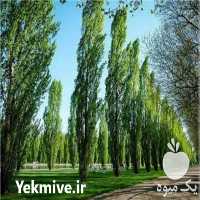 خرید انواع درخت و چوب صنعتی در کرج در گروه خرید فروش عمده چوب- زغال چوب گردو تبریزی خام در یکمیوه